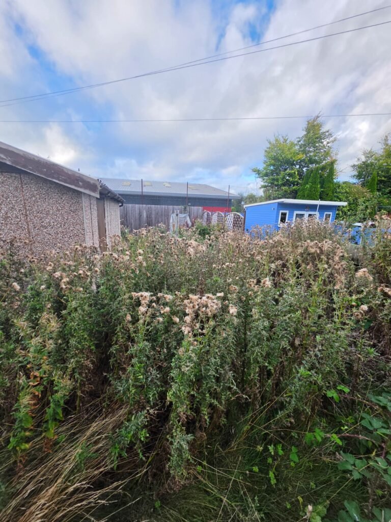 Garden clearance thubnail