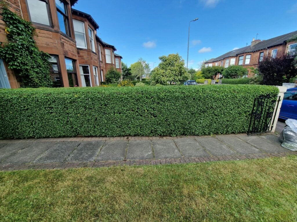 Hedge Trim & Reduction