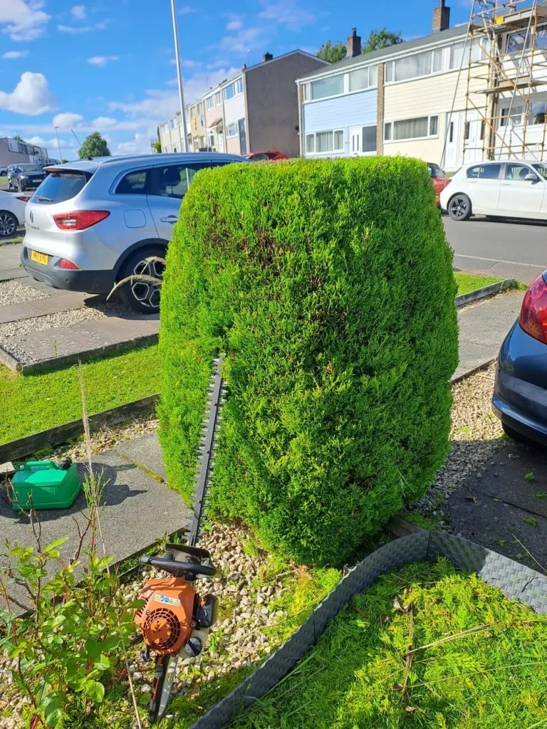Hedge Trim & Reduction