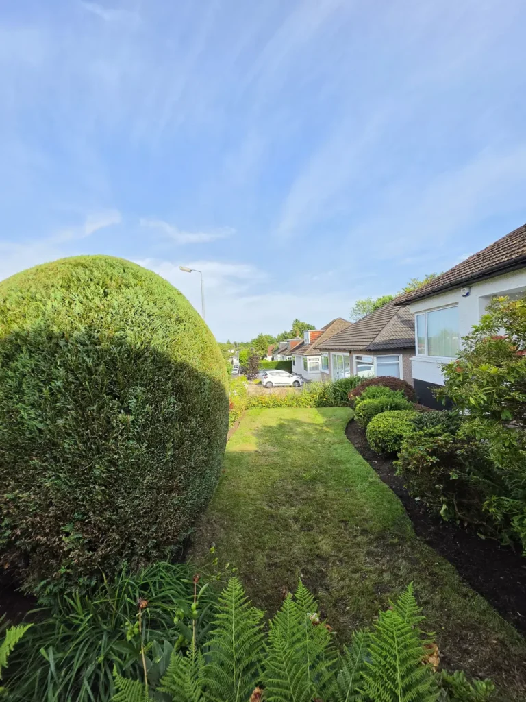 Hedge Trim & Reduction