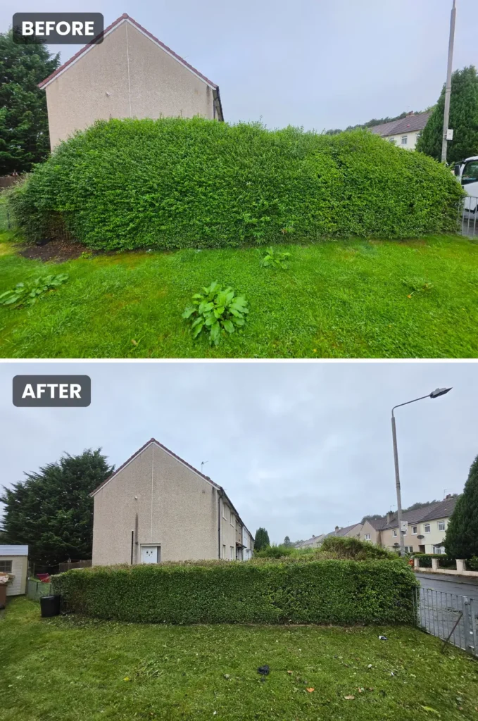 Hedge Trim & Reduction