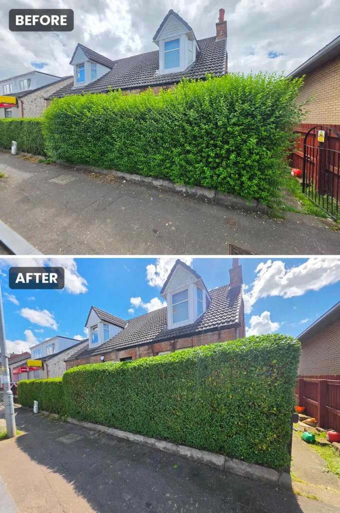 Hedge Trim & Reduction