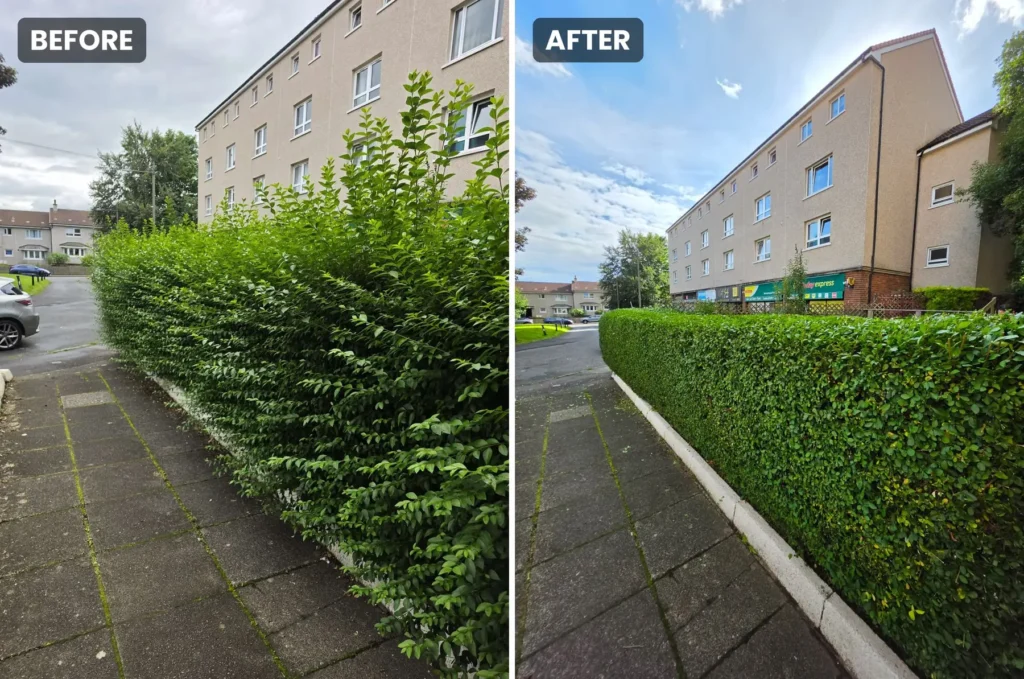 Hedge Trim & Reduction