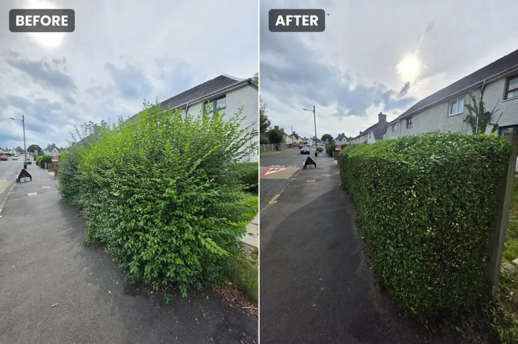 Hedge Trim & Reduction