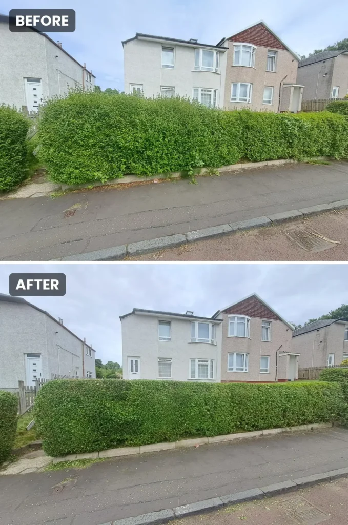 Hedge Trim & Reduction