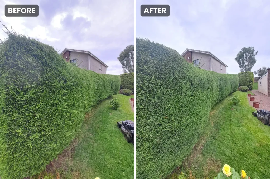 Hedge Trim & Reduction